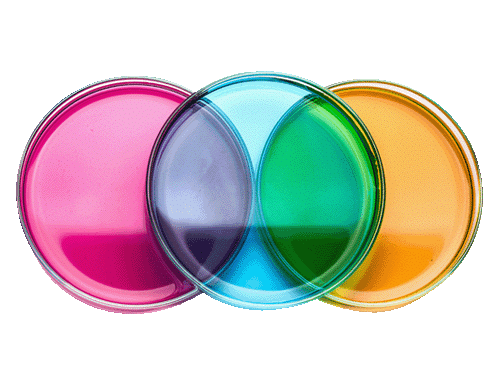 colored petri dishes