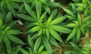 marijuana leaves