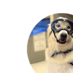 samson the service dog in the lab