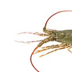 decapod spiny lobster