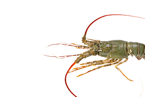 decapod spiny lobster