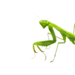 praying mantis
