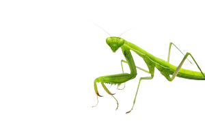 praying mantis