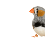 research bird