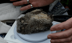bird banding the washington post