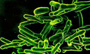 nih studies science.org