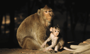 endangered monkey science