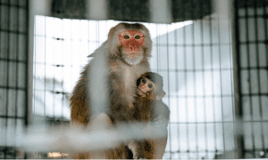 monkey research science