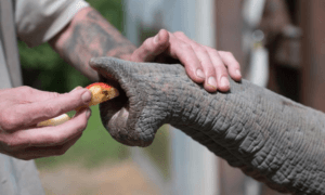 elephant whiskers the washington post