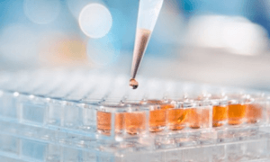 decrease animal testing morgan lewis