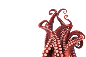 octopus tentacles