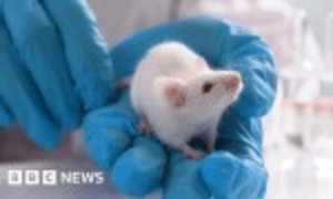 human mouse brain bbc