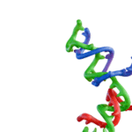 DNA molecule