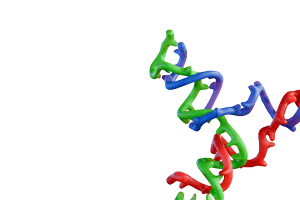 DNA molecule