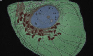 virtual cell model stat